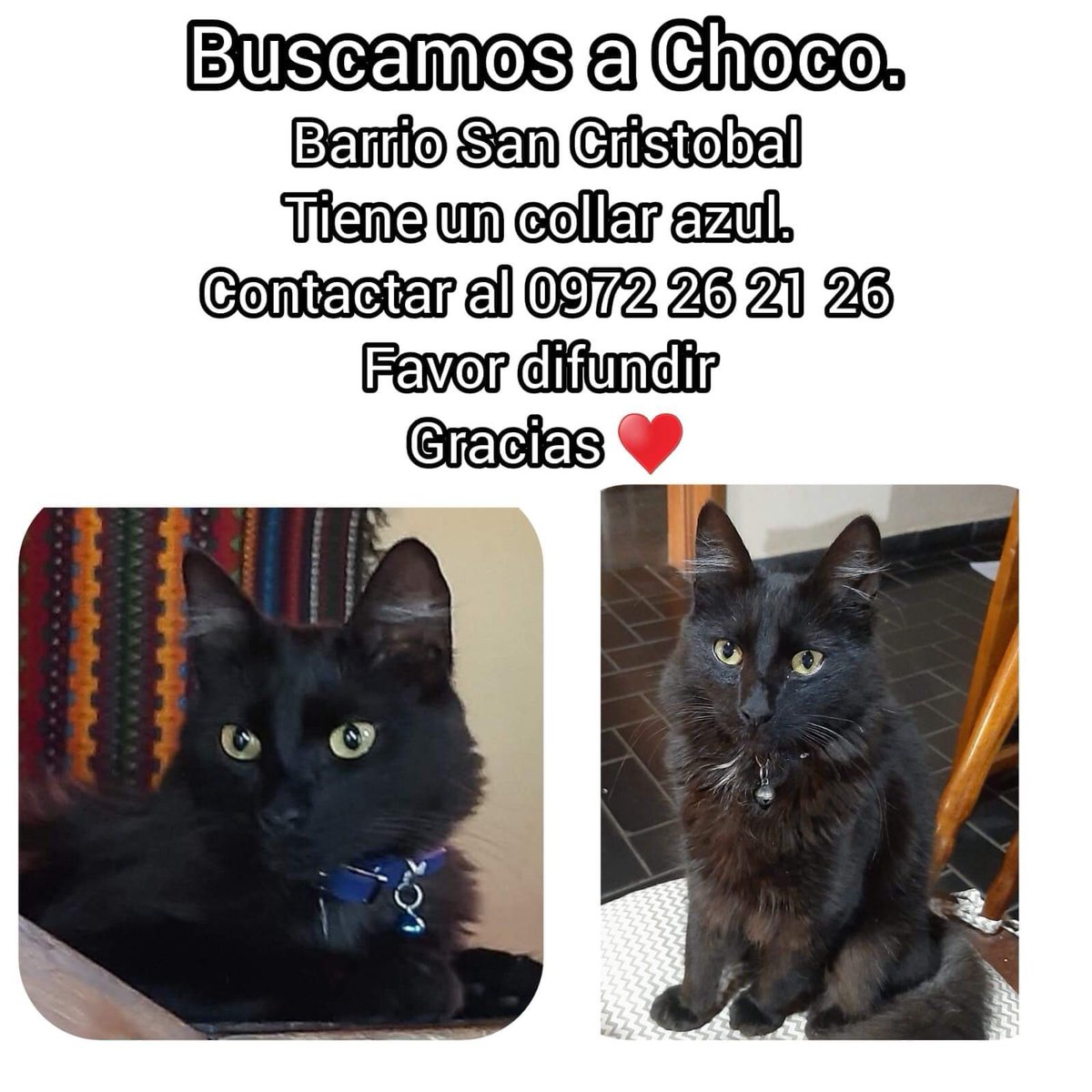biohazardrf's tweet image. ¡¡FAVOR DIFUNDIR!!
@MascoterosPy @perdidospy @mascotitaspy @mascotasperdids @koalandeMichi @dameunapatapy @PulgApp_Py @edithortizg @ForcadoKaren @jazgaleanopy @juanmaencisod @Ref_AdriMoreira @Adricolibri