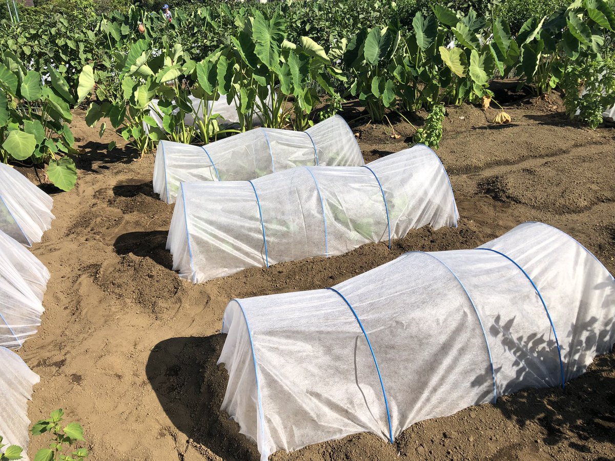 14Eizo's tweet photo. 湧く湧く農園！
秋冬野菜🥦🥬
順調完了^_^ https://t.co/9zbagzDpDe