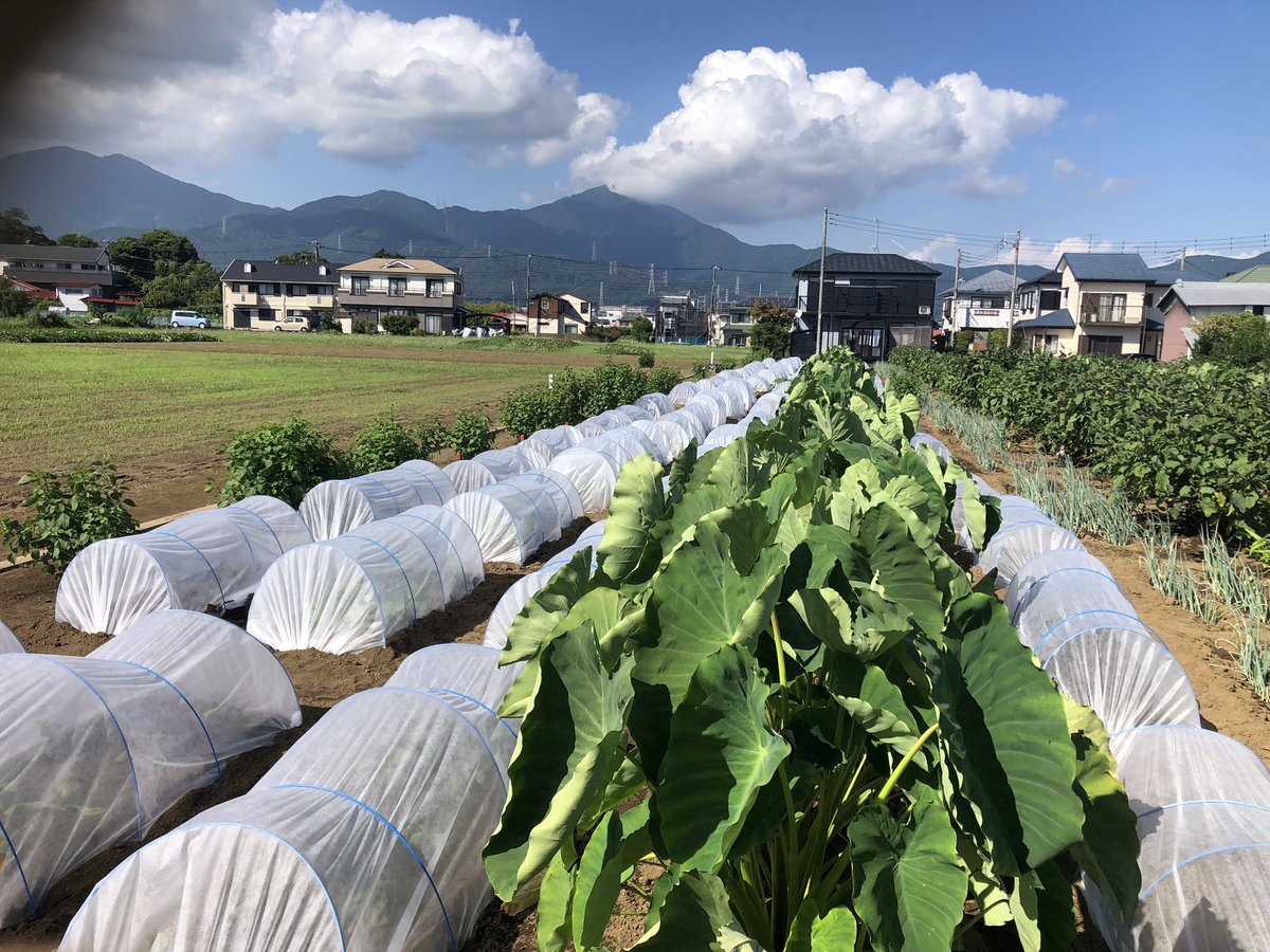 14Eizo's tweet photo. 湧く湧く農園！
秋冬野菜🥦🥬
順調完了^_^ https://t.co/9zbagzDpDe