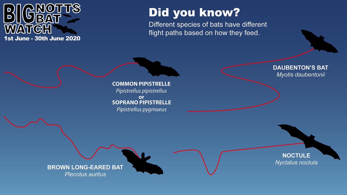 Join us on a Bat Walk - Tuesday 27 Sept at 7pm or Monday 17 October at 6.15pm. Meeting at Rumbles Cafe.