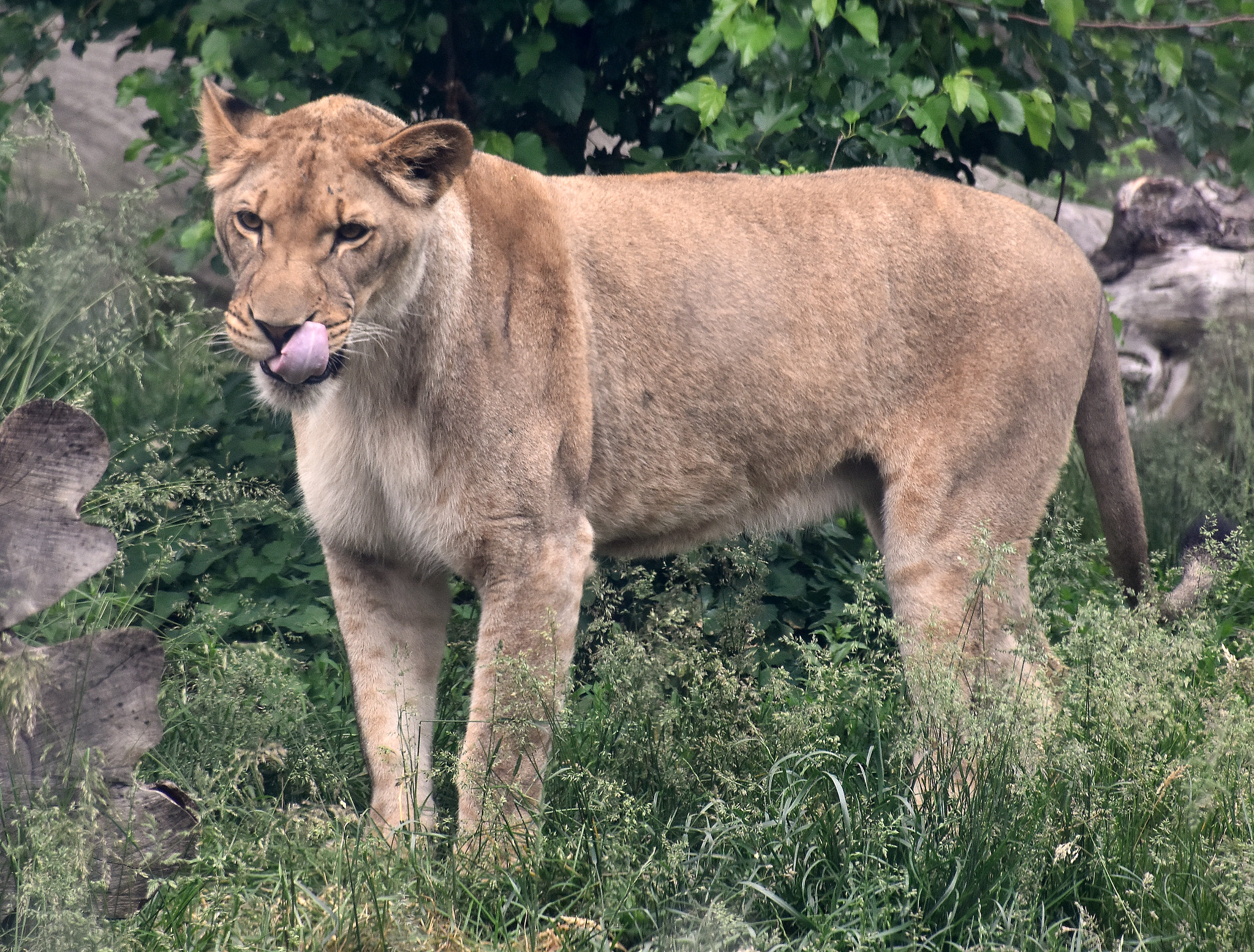 Detroit Zoo on Twitter "Take a break from the barbecue, and spend some