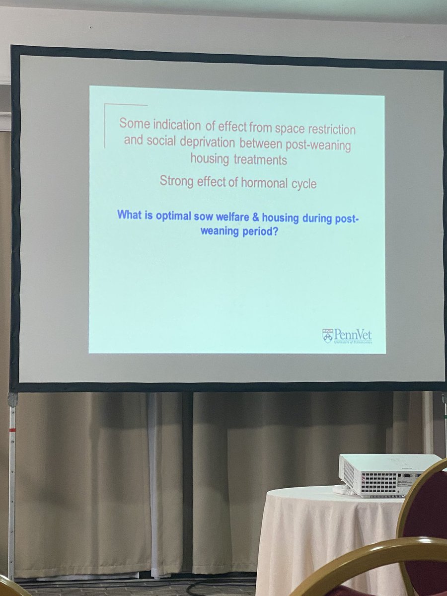MariaRorvang's tweet photo. What is optimal sow welfare and housing in the post weaning period? @thepigobserver highlights indication of effect from space restriction and social deprivation on sow’s posture.
#isae2022 #pigwelfare #sowbehaviour https://t.co/rZSMKbWoT8