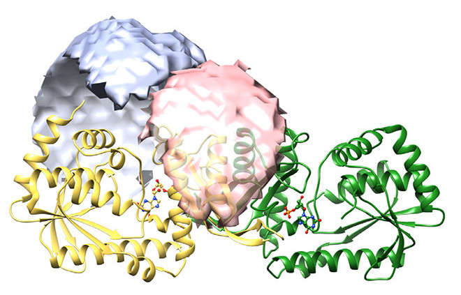 NH3 channeling enzymes typically form tight complexes, but the M jannaschii GMP synthetase subunits interact transiently. Balaram and colleagues <a href="/jncasr/">JNCASR Bangalore</a> now present a mechanistic model explaining the various steps in this fascinating catalytic cycle.

pubs.acs.org/doi/full/10.10…
