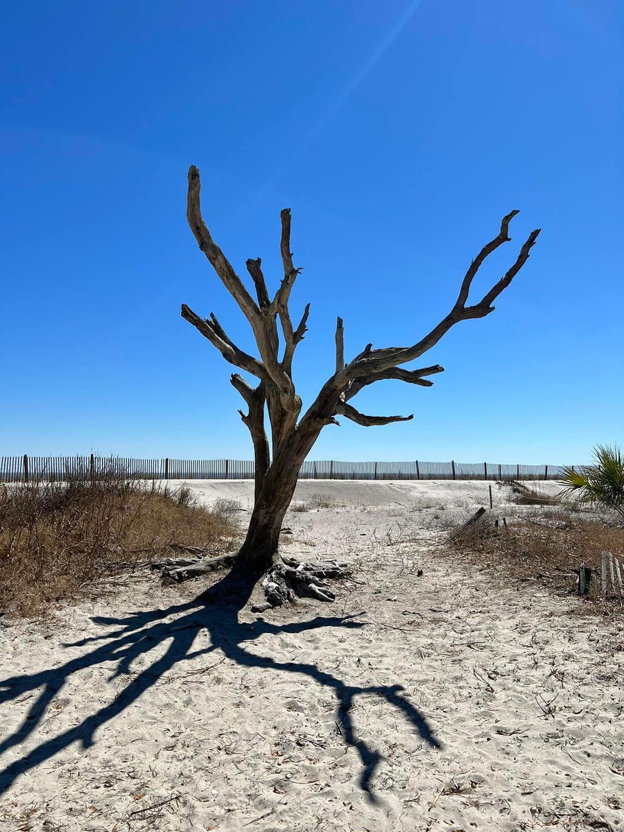 FOHISC's tweet photo. Happy Labor Day Beaufort!

Good day for a selfie with this one 😎📸

#luvbft 
#HuntingIsland https://t.co/FOKrLxxl5k