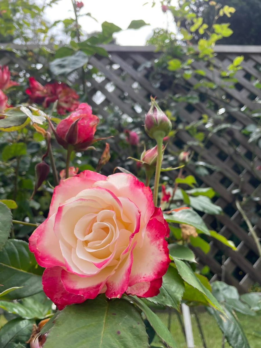 molzipky20's tweet image. Today's weather is very good. It's a very suitable day to go out for a stroll.