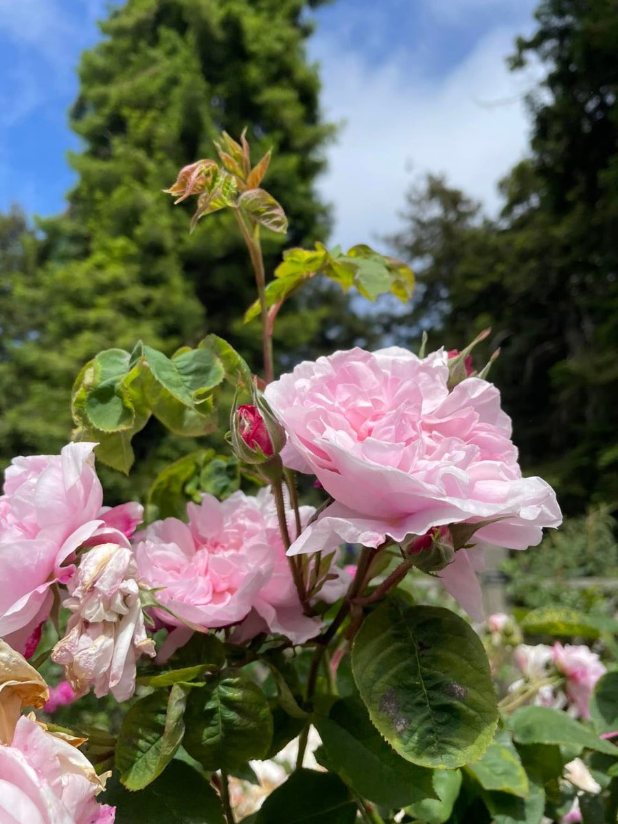 molzipky20's tweet image. Today's weather is very good. It's a very suitable day to go out for a stroll.