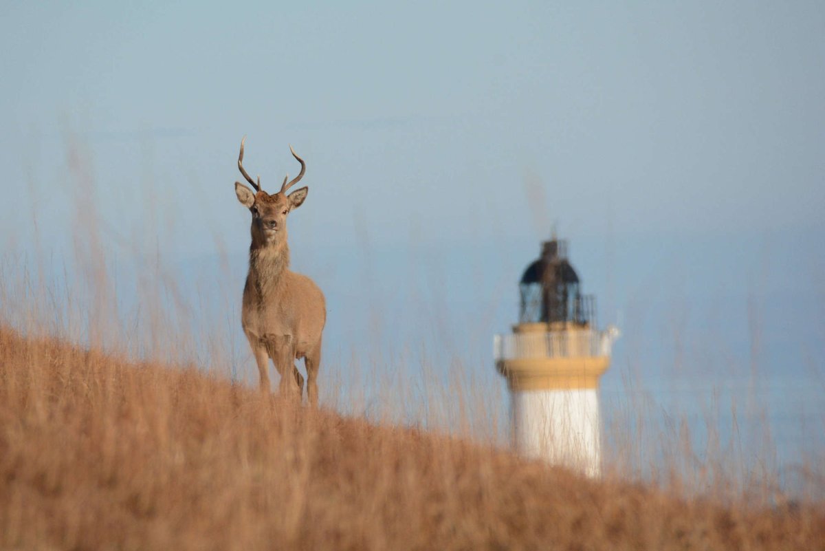📢 We still have spaces on our #Mull Explorers on Wed, Thur and Fri this week! Join our Naturalists to go in search for the wonderful wildlife on and around this island...

📅 Check availability and book online here - narurescotland.com