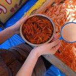 私の特技自慢!金魚すくいの最高記録は434匹!