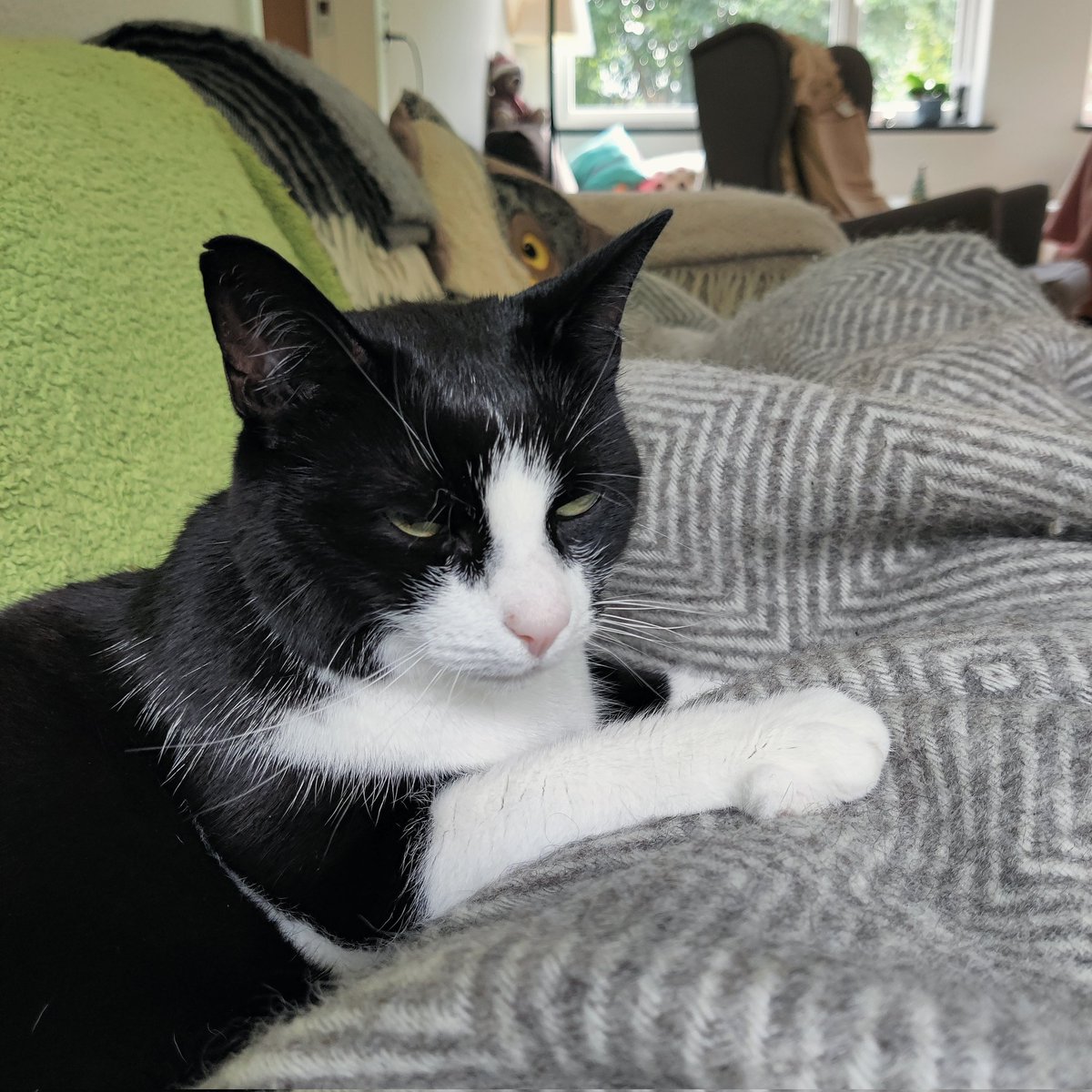 Hylemaskine's tweet photo. Ny sofa bliver tillagt. Der er masser af plads til både mig og mor, og den er dejlig blød, så den får lov at leve. https://t.co/udJqzrlX0v