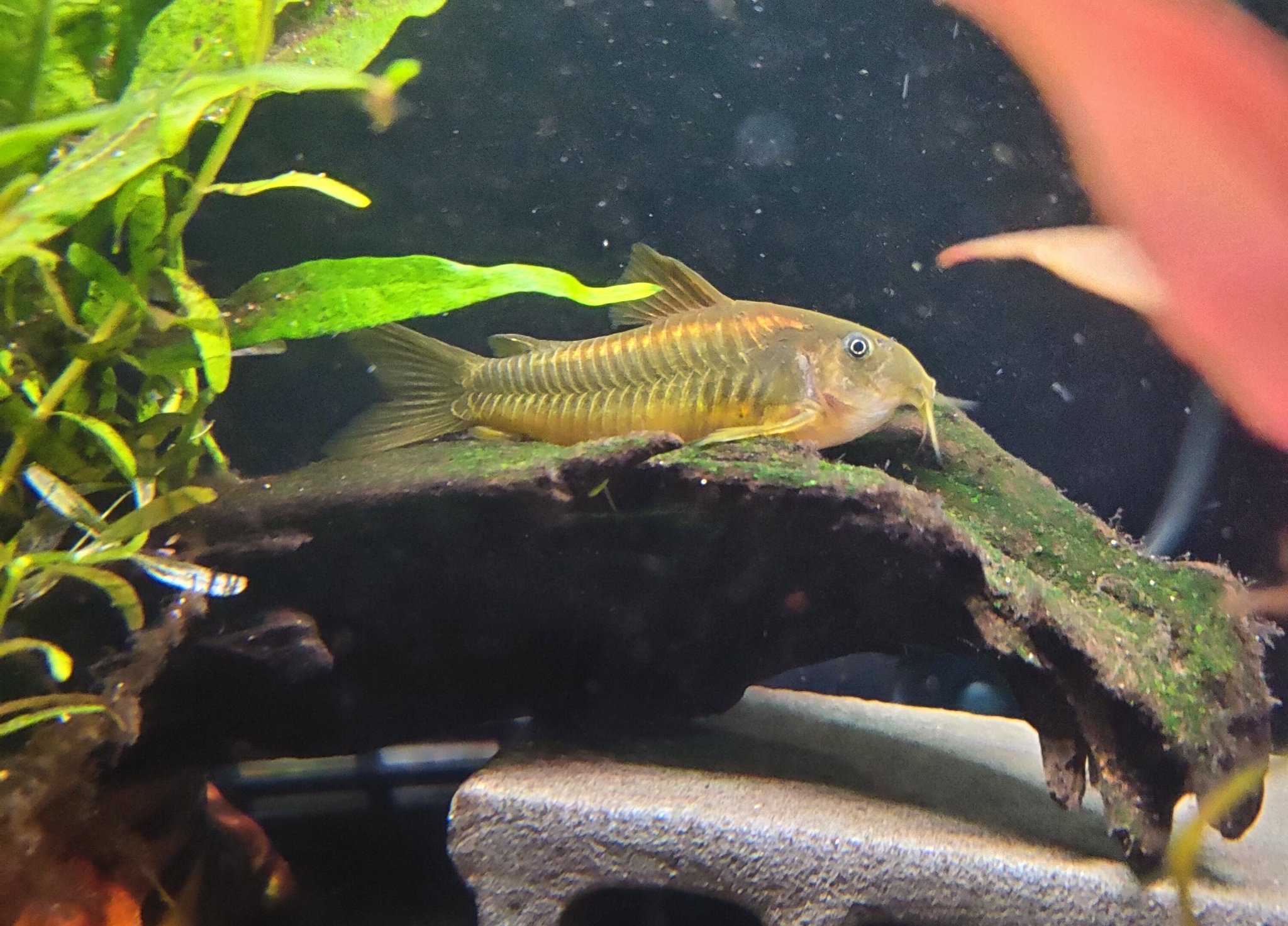 イルミネータスゴールド Twitter Search Twitter