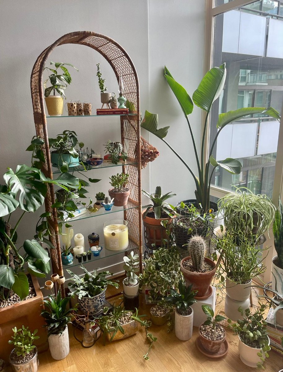 HobbyistPlant's tweet photo. A lovely little plant corner 🌿 https://t.co/qYziFYaUHP