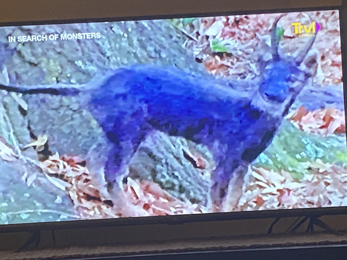adam_bell12345's tweet photo. Could the #OzarkHowler be a new feline species, a surviving population of smilodon, or familiars conjured by witchcraft? 🐈‍⬛ #InSearchOfMonsters https://t.co/b7aq25mxon