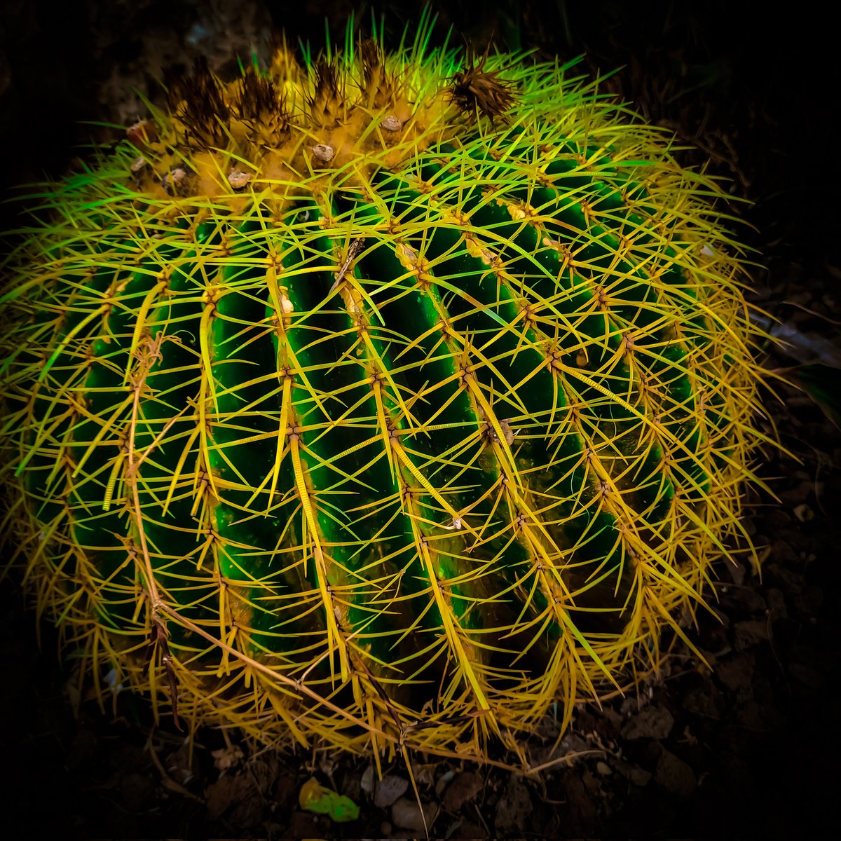 Photographers show me your GREEN Shots 📸

I will start 

Let's support one another

Retweeting all 🔃
#photography #photo #photographer