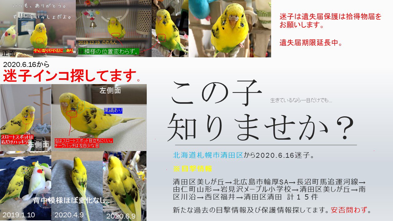 Reiko T様 専用 セキセイインコ スパングル ハルクイン Www Leschoucasgourmands Org