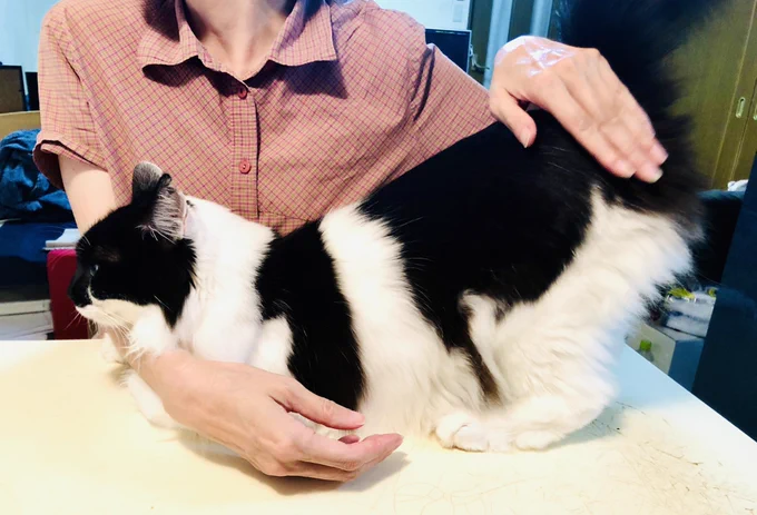 友達に尻を叩いて貰って甘える猫 