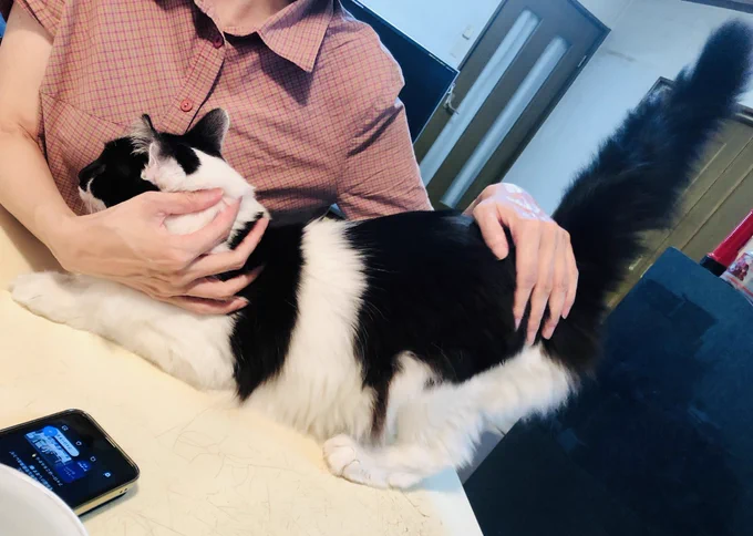 友達に尻を叩いて貰って甘える猫 