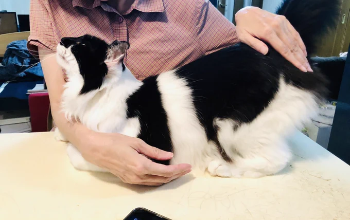 友達に尻を叩いて貰って甘える猫 