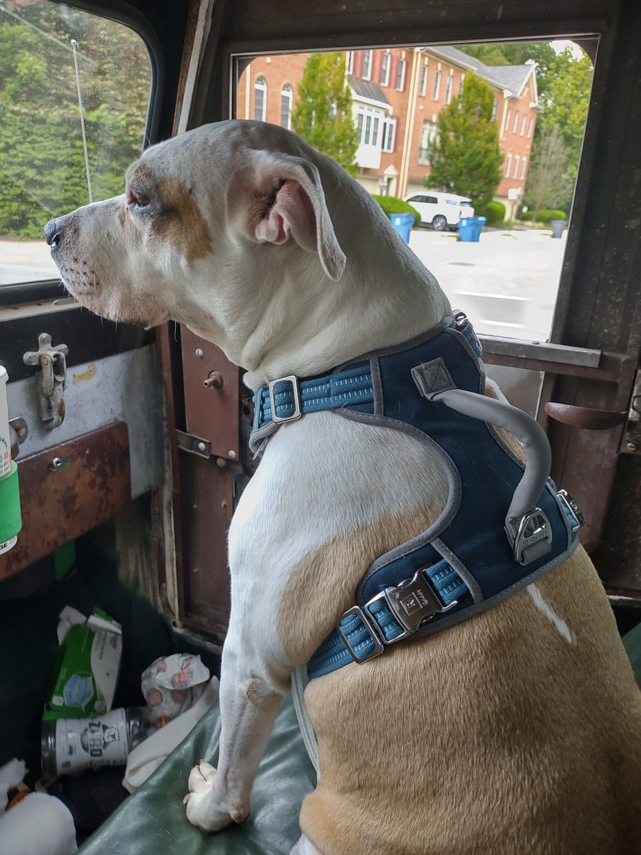 devinnunesgramp's tweet photo. Just to make your day better. Dog is my copilot. https://t.co/rzKiELNvLY