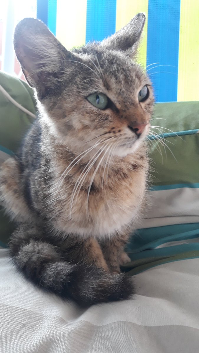 EdTheHellblazer's tweet photo. @jeflemoz, quer adotar o gato que surgiu aqui do nada? Se você falar não, tá tranquilo. Pois a culpa da ideia é do @pireshidratado, então vou xingar ele carinhosamente. Bom dia. https://t.co/UDkWAAbJEJ
