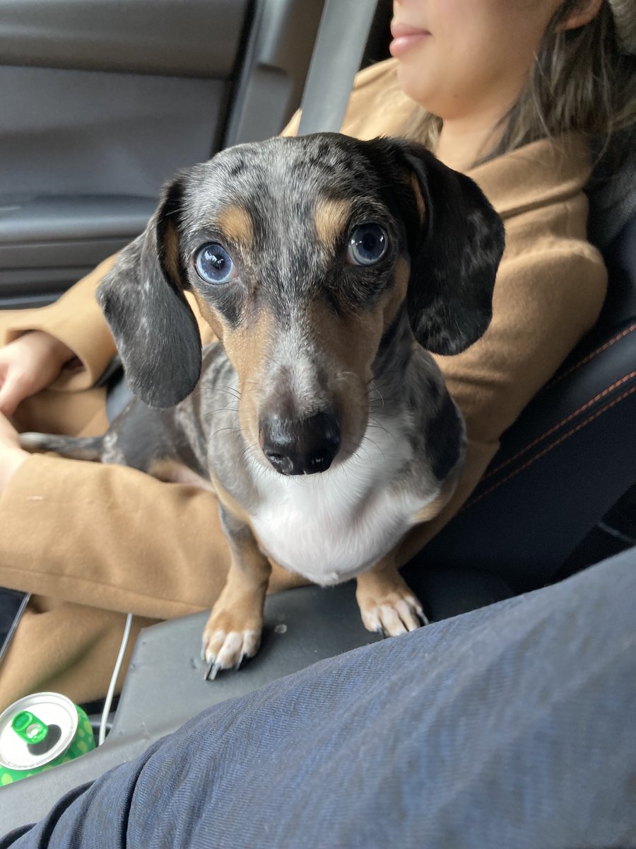 DachshundWizard 🧙♂️ tweet media