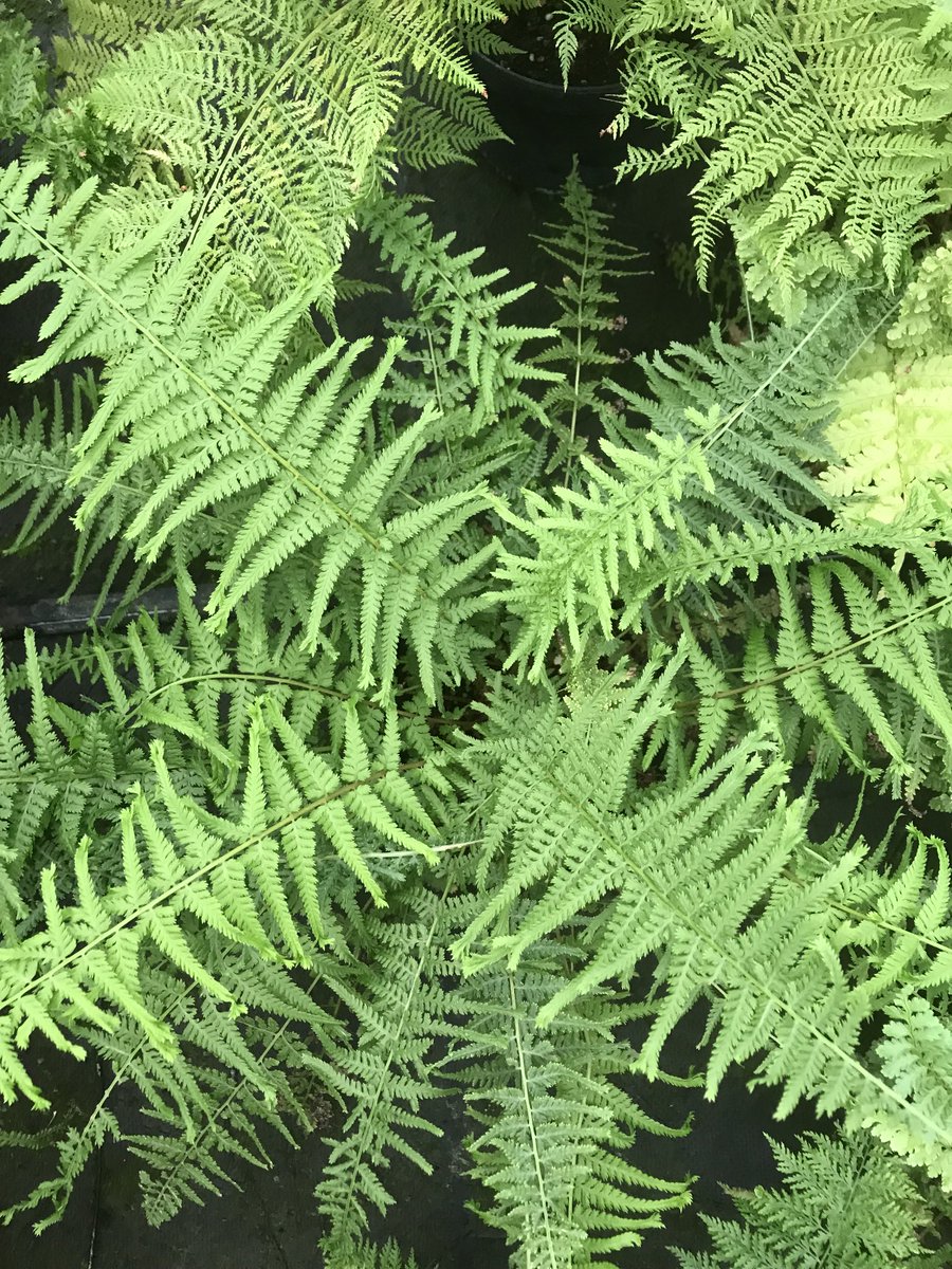 When you grow your own ferns from spores you never know how they are going to turn out… but 50% have turned out not unlike the parent plant…. These will be going to Helmingham plant sale on the 18th …someone will be lucky they are gorgeous (though i say myself)….
