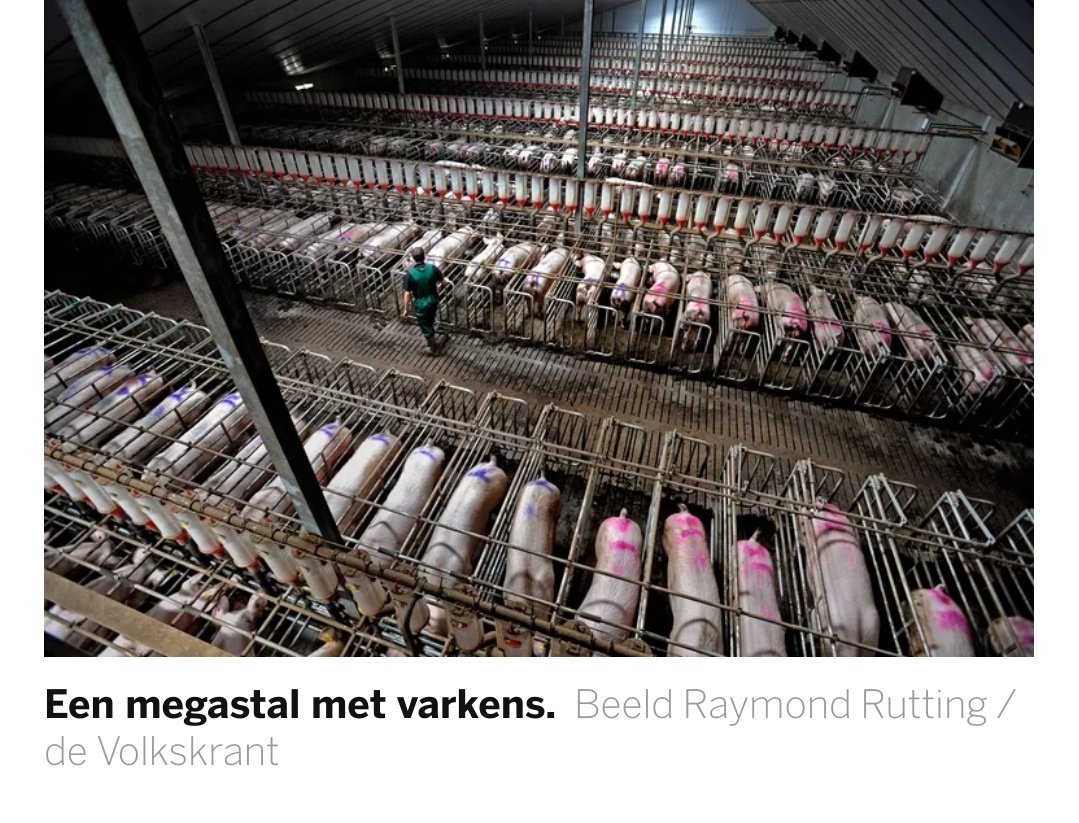 Gisteren beweerde talloze personen dat onderstaande foto gemaakt is in buitenland. Het betreft echter een stal bij varkenshouderij Jos Heijmans in Brabantse Elsendorp. Fotograaf Raymond Rutting is zelfs genomineerd voor een prijs met deze foto