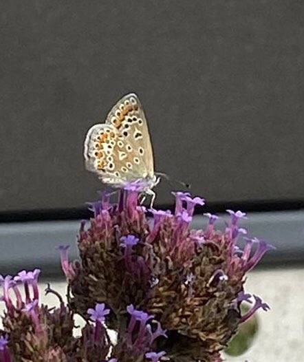 ekele059's tweet photo. Gisteren het bruin blauwtje in de tuin gezien. Wat een ongelofelijk kleine vlinder. @vlinderNL 
ZW-Drenthe
Ook de 3e generatie klein vuurvlinder. Op 22-5 en 9-7 al eerdere generaties gezien. https://t.co/MI7Gkf65Vk