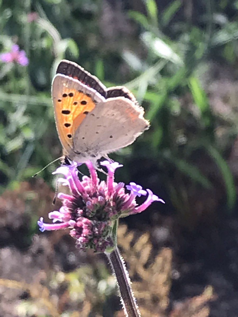 ekele059's tweet photo. Gisteren het bruin blauwtje in de tuin gezien. Wat een ongelofelijk kleine vlinder. @vlinderNL 
ZW-Drenthe
Ook de 3e generatie klein vuurvlinder. Op 22-5 en 9-7 al eerdere generaties gezien. https://t.co/MI7Gkf65Vk