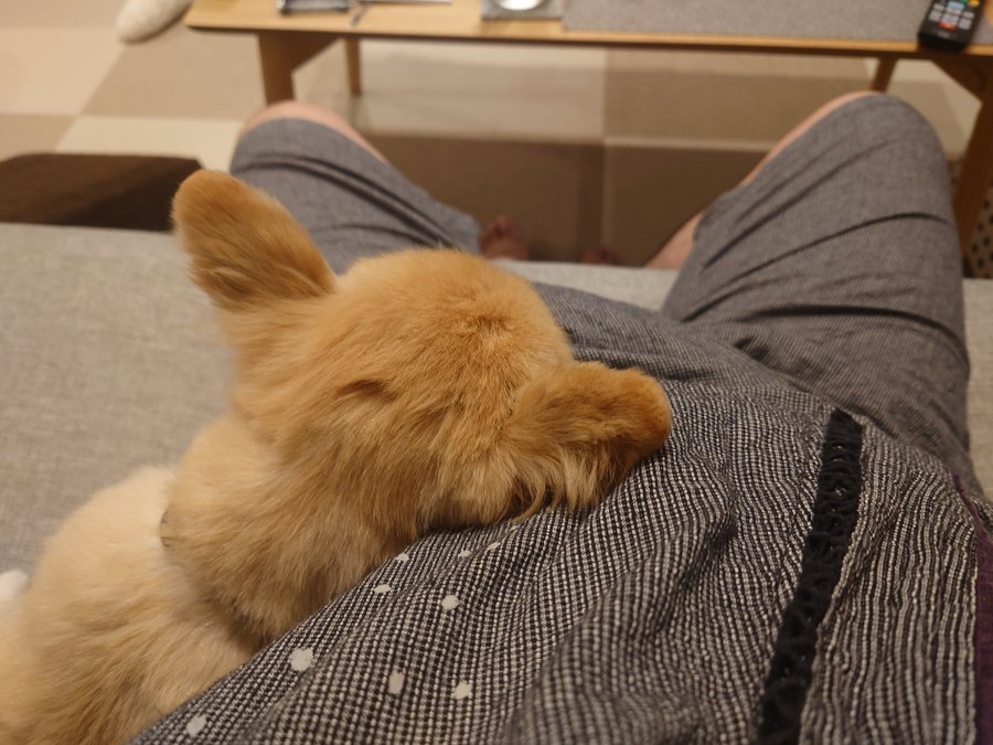 甘えん坊タイム中のイッヌの後頭部にキュンキュンする人が続出中 わんちゃんホンポ