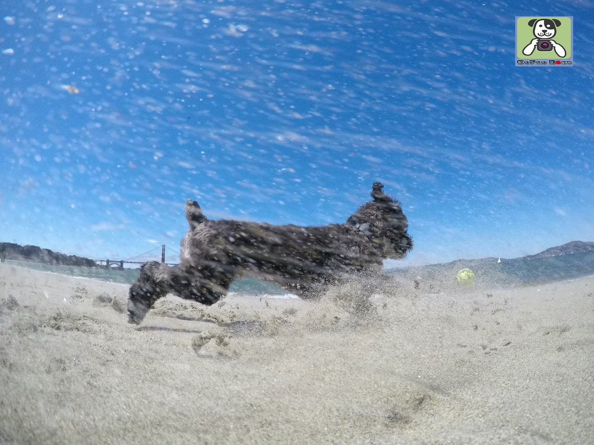 GoProCharlie1's tweet image. GoPro Charlie sez geez my momz got mad #goprohero10  #photography skillz! 🐶🚀🎾🌉🙌📸🙌😎 Go Teddy! From my momz Flying Furbaby photos at the Golden Gate! #SanFrancisco #goldengatebridge #GoPro #goprodogs #gopricharlie #dogcelebration #landofdogs #dogsoftwitter 🐶🚀🎾🌉🙌📸🙌😎