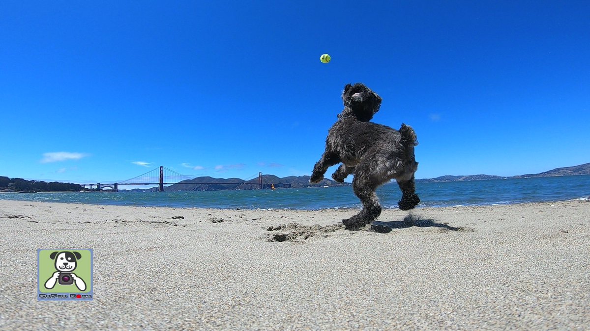 GoProCharlie1's tweet image. GoPro Charlie sez geez my momz got mad #goprohero10  #photography skillz! 🐶🚀🎾🌉🙌📸🙌😎 Go Teddy! From my momz Flying Furbaby photos at the Golden Gate! #SanFrancisco #goldengatebridge #GoPro #goprodogs #gopricharlie #dogcelebration #landofdogs #dogsoftwitter 🐶🚀🎾🌉🙌📸🙌😎