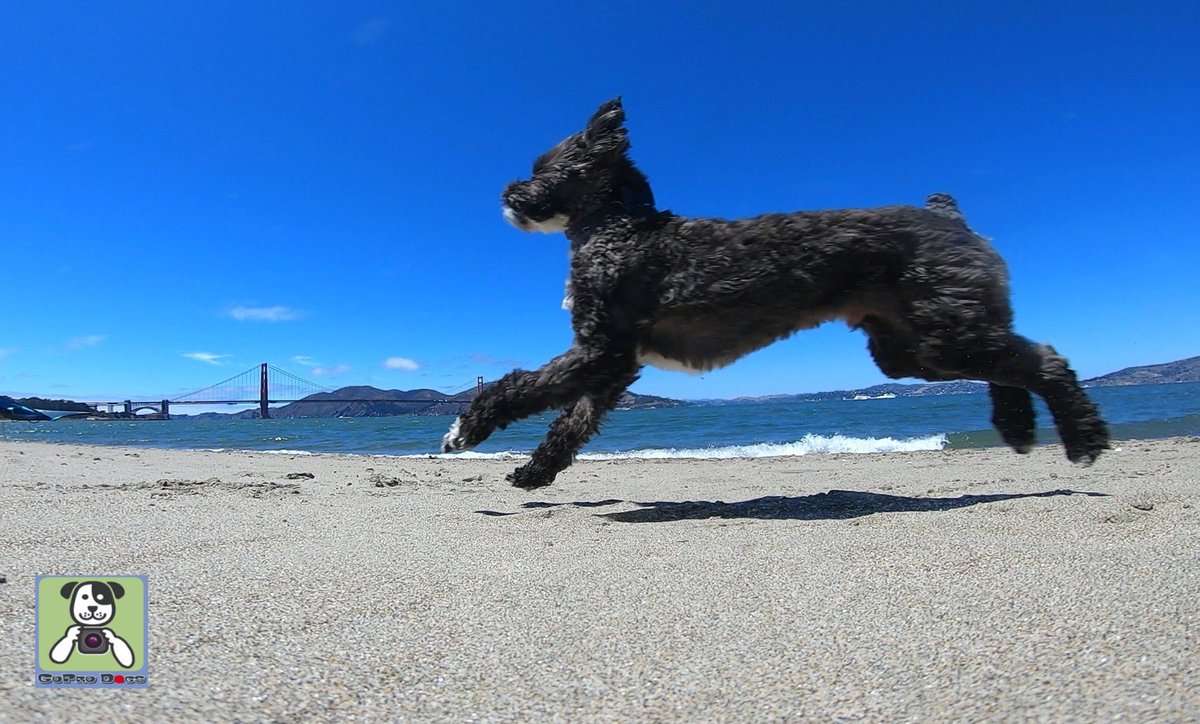 GoProCharlie1's tweet image. GoPro Charlie sez geez my momz got mad #goprohero10  #photography skillz! 🐶🚀🎾🌉🙌📸🙌😎 Go Teddy! From my momz Flying Furbaby photos at the Golden Gate! #SanFrancisco #goldengatebridge #GoPro #goprodogs #gopricharlie #dogcelebration #landofdogs #dogsoftwitter 🐶🚀🎾🌉🙌📸🙌😎