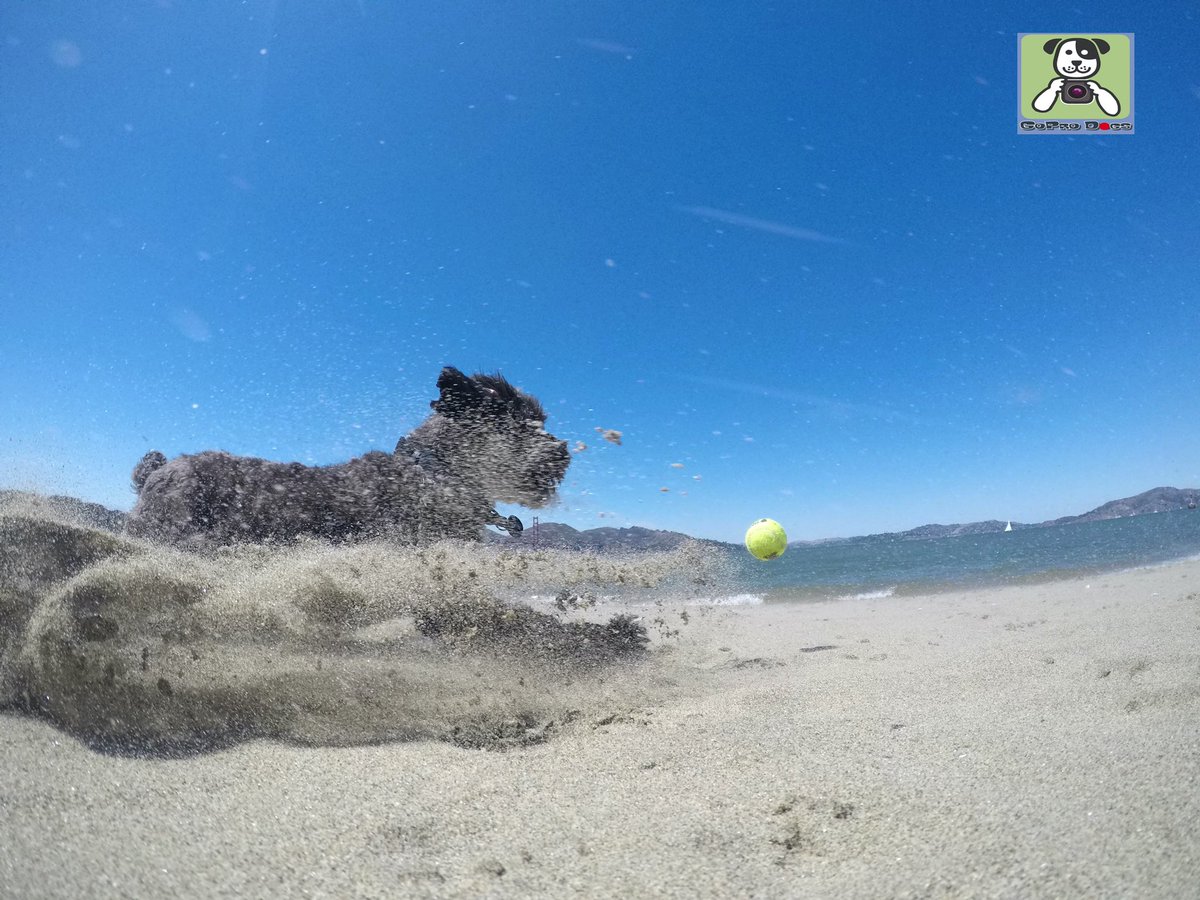 GoProCharlie1's tweet image. GoPro Charlie sez geez my momz got mad #goprohero10  #photography skillz! 🐶🚀🎾🌉🙌📸🙌😎 Go Teddy! From my momz Flying Furbaby photos at the Golden Gate! #SanFrancisco #goldengatebridge #GoPro #goprodogs #gopricharlie #dogcelebration #landofdogs #dogsoftwitter 🐶🚀🎾🌉🙌📸🙌😎