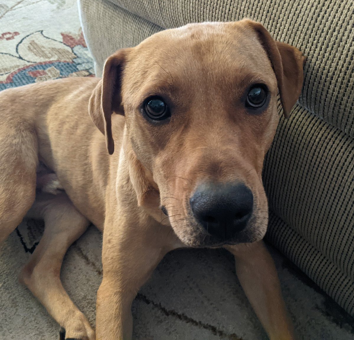 CynthMoss's tweet photo. Happy 'Labrador'... errrrr.....I mean #LaborDay.
❤️🐕🤍🐾💙🐶
@Michael_Brace
#LifeWithOliver #DogsOfTwittter
#LabradorRetriever
#LaborDay2022
#LaborOfLove
#LiveWellLoveMuchLaughOften
#ThatsHowieDoIt https://t.co/5Pfo13eob9