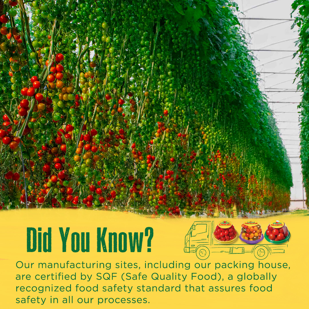 NStomatoes's tweet photo. Our Associates understand how important food safety is, which is why they take great measures to produce delicious, nutritious, and secure tomatoes year-round! 

#naturesweet #tomatoesraisedright #pickedwithpurpose #foodsafety #healthy #tomatoes https://t.co/GKgpd26x7F