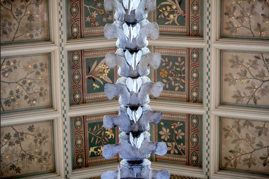 #HintzeHall ceiling looking stunning. 

Can you tell which one of our incredible specimens has photo-bombed this picture? 

Hint: it's a very, very large mammal.
