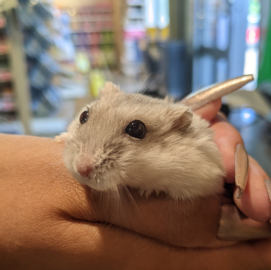 PeterboroughOne's tweet photo. 🐹 Hamster time! 🐹 Pets Corner at PE1 love all visitors, big and small! Little Otis scurried in-store for cuddles and some treats. 😂🥰

#hamster #hammytime #littlefurries #petshop #hamster #hamstersoftwitter https://t.co/8tMQdvg93b