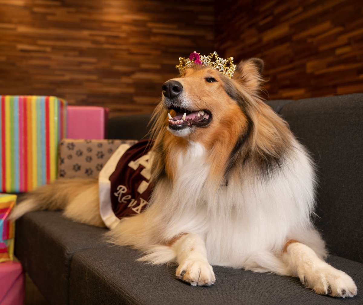 Guess who's three! Me! 🎊🎉🎂🐾