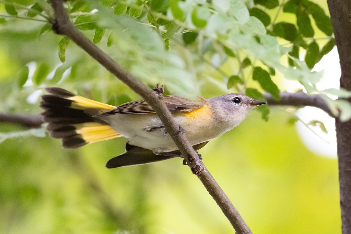 This angel still giving me the best looks. 
#AmericanRedstart #FallMigration #BirdWatching #BirdPhotography #Warblers #BrooklynBridgePark #birdcpp