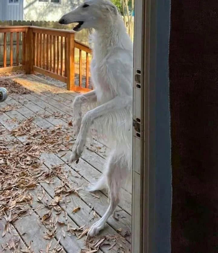 I wish I had one of those Bloodborne dogs as a pet