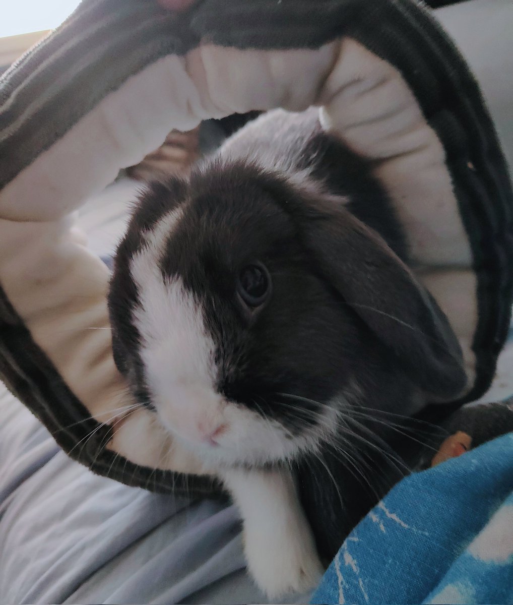 Lindt s entraîne pour passer bientôt dans un anneau enflammé OoO