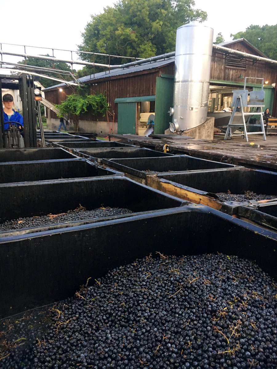 postwinery's tweet photo. Crushing Chambourcin grapes this morning. 72 degrees and sweet 🍇aromas fill the air. #Arkansas #Crush  #Harvest2022 https://t.co/vpuWf9Wjyx
