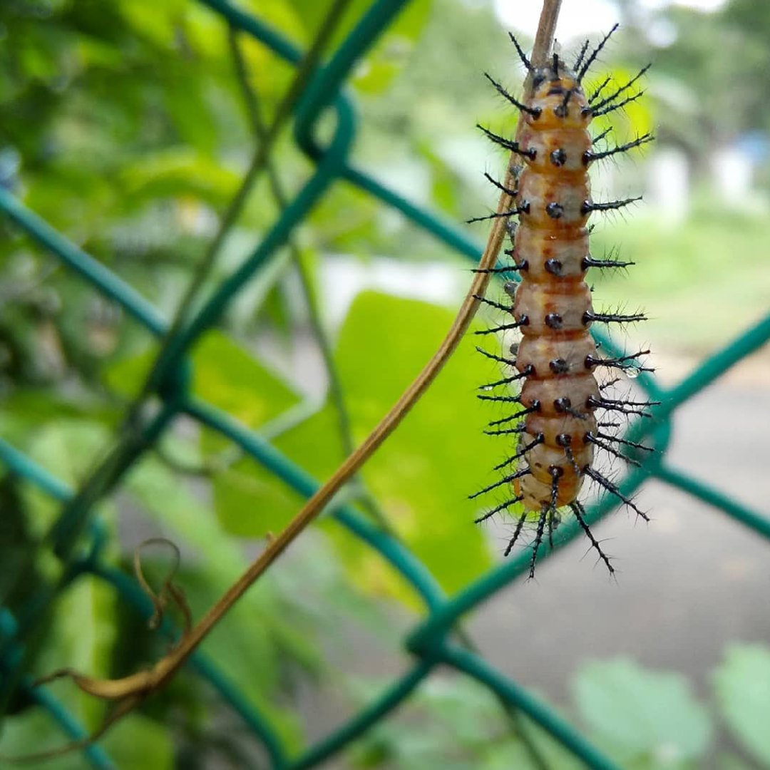 movate_inc's tweet photo. “My way of taking pictures is to make people see the extraordinary in the ordinary”- says Hemant Sathyanathan, one of the winner of the World Photography Day Contest 2022, from our India team.
Congratulations Hemant!
#LifeatCSS #photography #insectphotography https://t.co/aekvKHvbNX