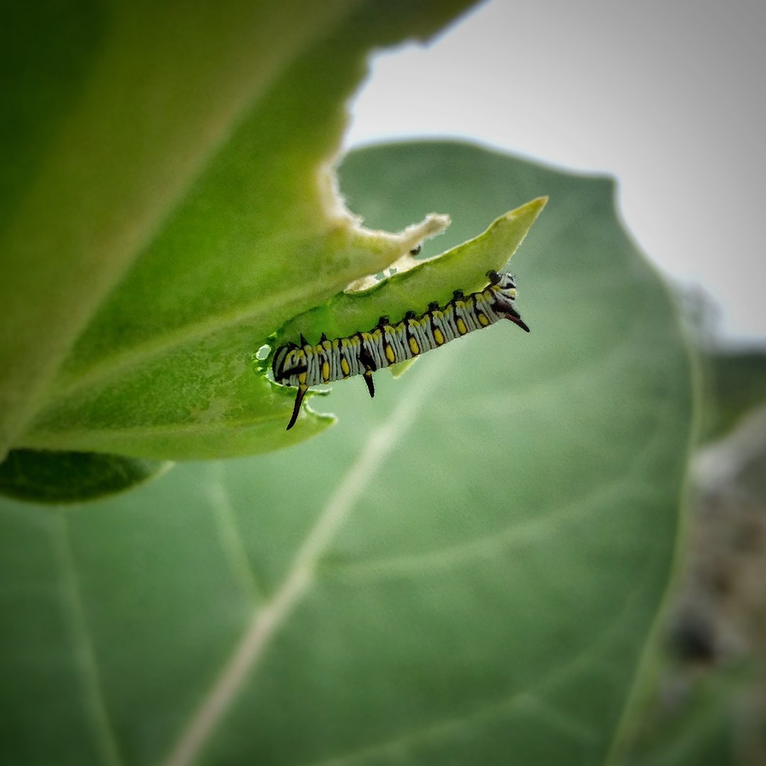 movate_inc's tweet photo. “My way of taking pictures is to make people see the extraordinary in the ordinary”- says Hemant Sathyanathan, one of the winner of the World Photography Day Contest 2022, from our India team.
Congratulations Hemant!
#LifeatCSS #photography #insectphotography https://t.co/aekvKHvbNX
