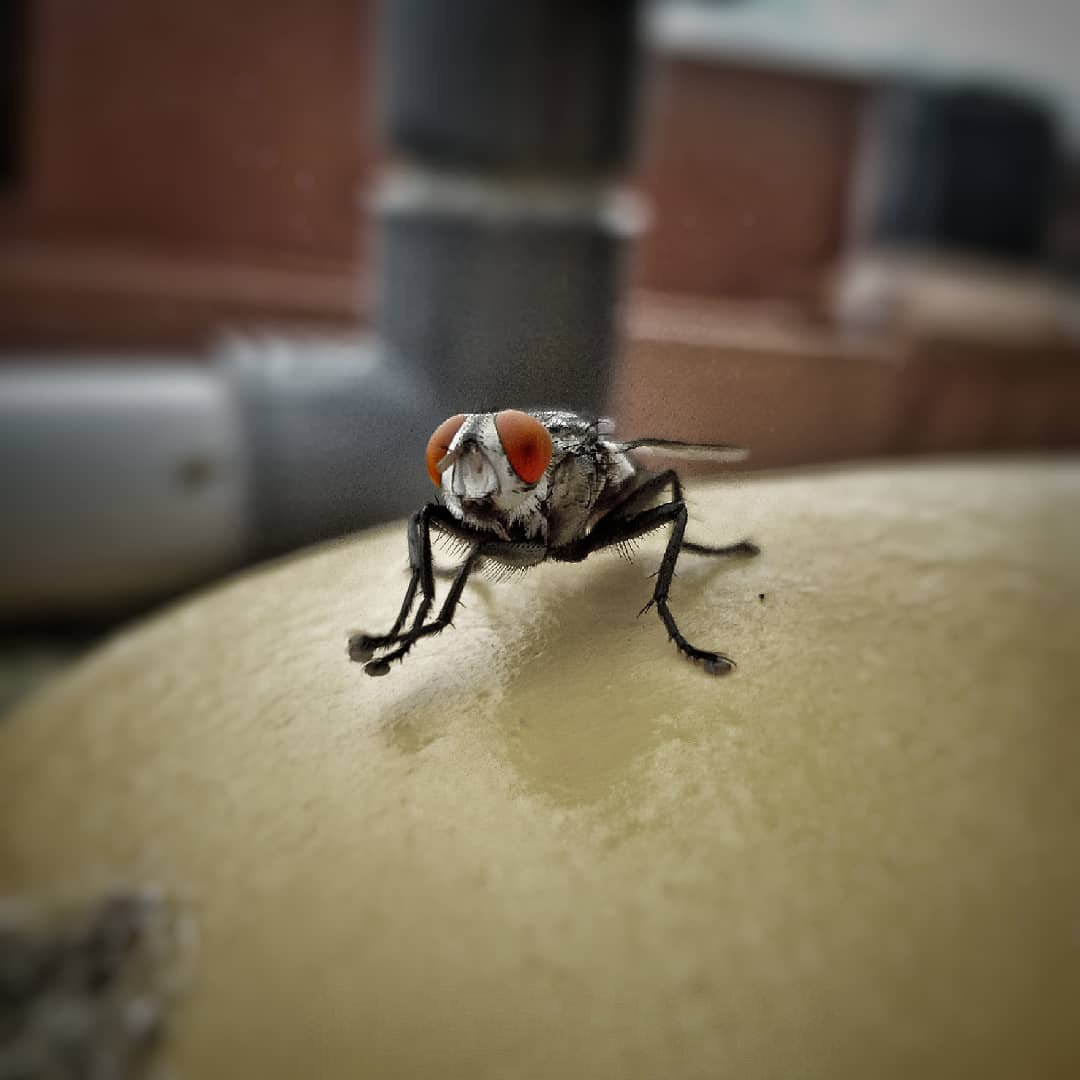 movate_inc's tweet photo. “My way of taking pictures is to make people see the extraordinary in the ordinary”- says Hemant Sathyanathan, one of the winner of the World Photography Day Contest 2022, from our India team.
Congratulations Hemant!
#LifeatCSS #photography #insectphotography https://t.co/aekvKHvbNX