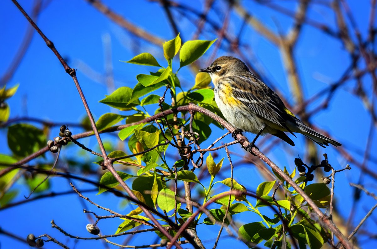 SparksCooks's tweet photo. A yellow-rumped-warbler poses perfectly, perched on a vine branch.
#GFBWT #FloridaBirdingTrail #FloridaTrail #FNST #AudubonFL #songbird #birds #birding #birdphotography #birdwatching #wildlife #wildlifephotography #nature #NaturePhotography #naturelovers #warbler #floridabirds https://t.co/5bWt2I32yp