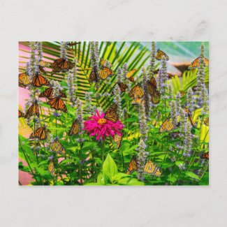 LowellMcnamara's tweet photo. https://t.co/scJfYmOMvD #monarchbutterfly #monarchbutterflies #Butterflies #Butterfly #Nature #Postcards #Mail #LookAgainPhotography #Zazzle original photography by Daniel McNamara https://t.co/py8PBVTzd5