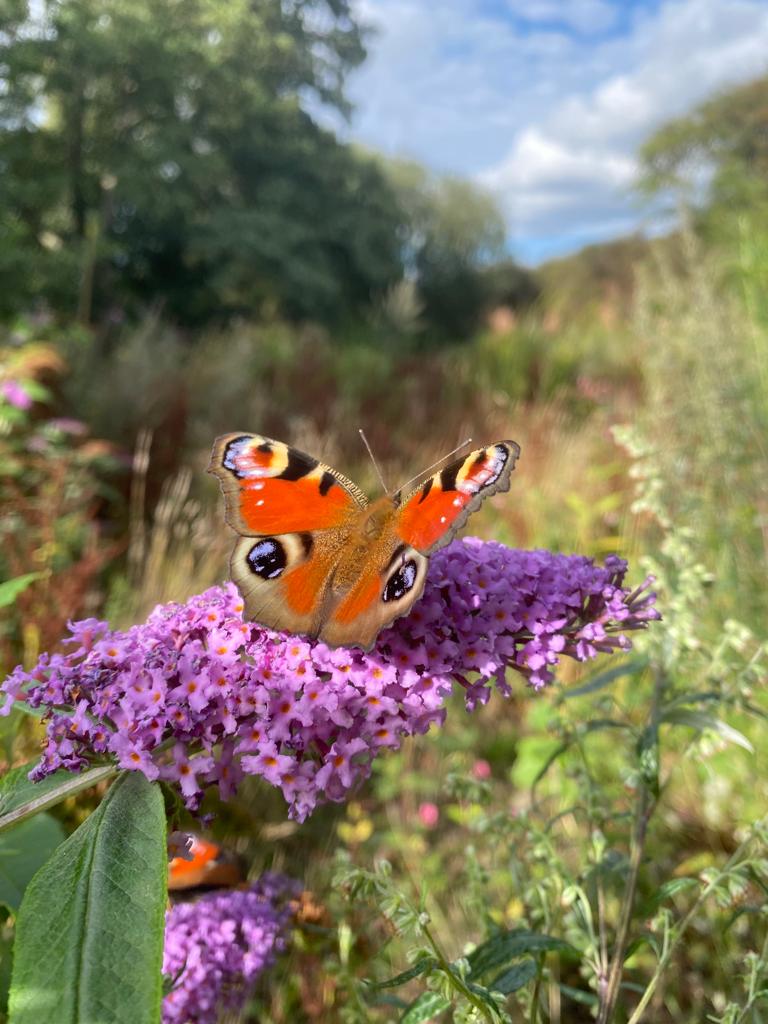 LeadkettyFarm's tweet photo. Leadketty farm working with nature 
Not just the bee’s enjoying the flower strip today 🐝🦋
#Leadketty #monthebees #localproduce #shoplocal #workingwithnature #monthebutterflies https://t.co/pqoEXaURyY