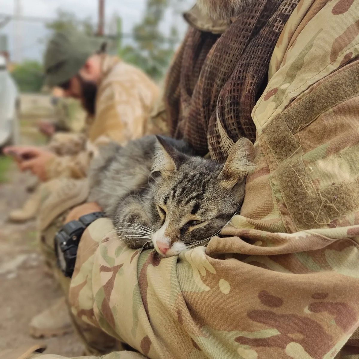 Feline Defence Force 🇺🇦 tweet media