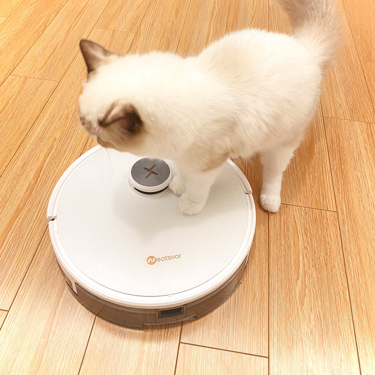 Neatsvor_Robot's tweet photo. Neatsvor X600Pro Whiteは子猫が大好きで、ダストボックスと水タンクを自由に切り替えて、お掃除のニーズに応えます💓
#Neatsvor #NeatsvorX600pro #掃除機 #猫 #ペット https://t.co/YxqXskeT8v